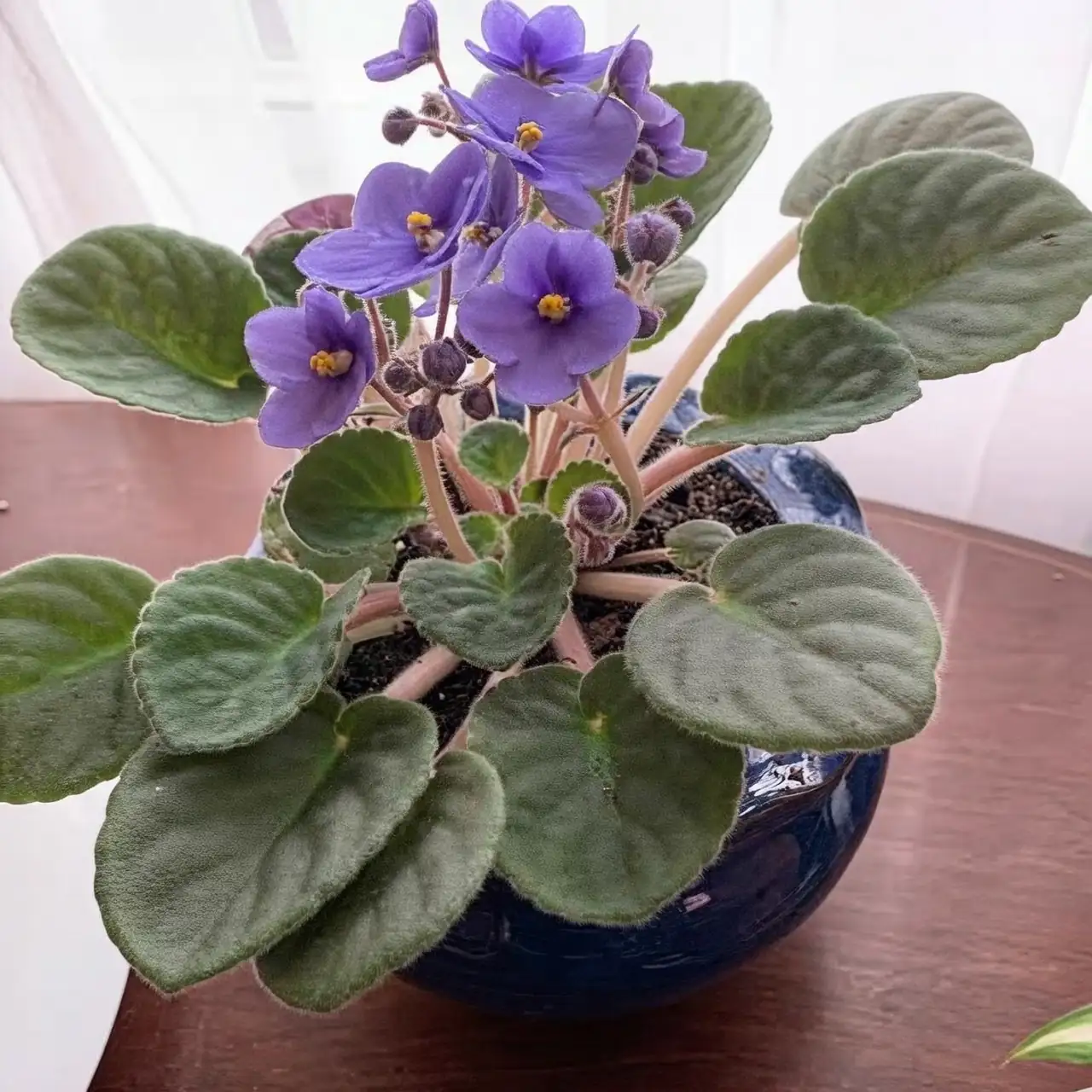 African violet seasonal care chart