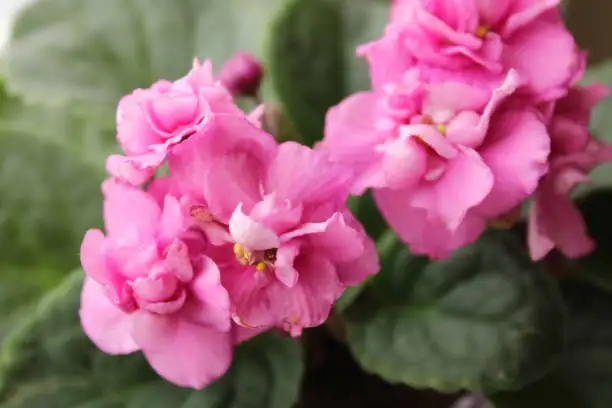 Pest Patrol for Your African Violets: Spot and Stop!