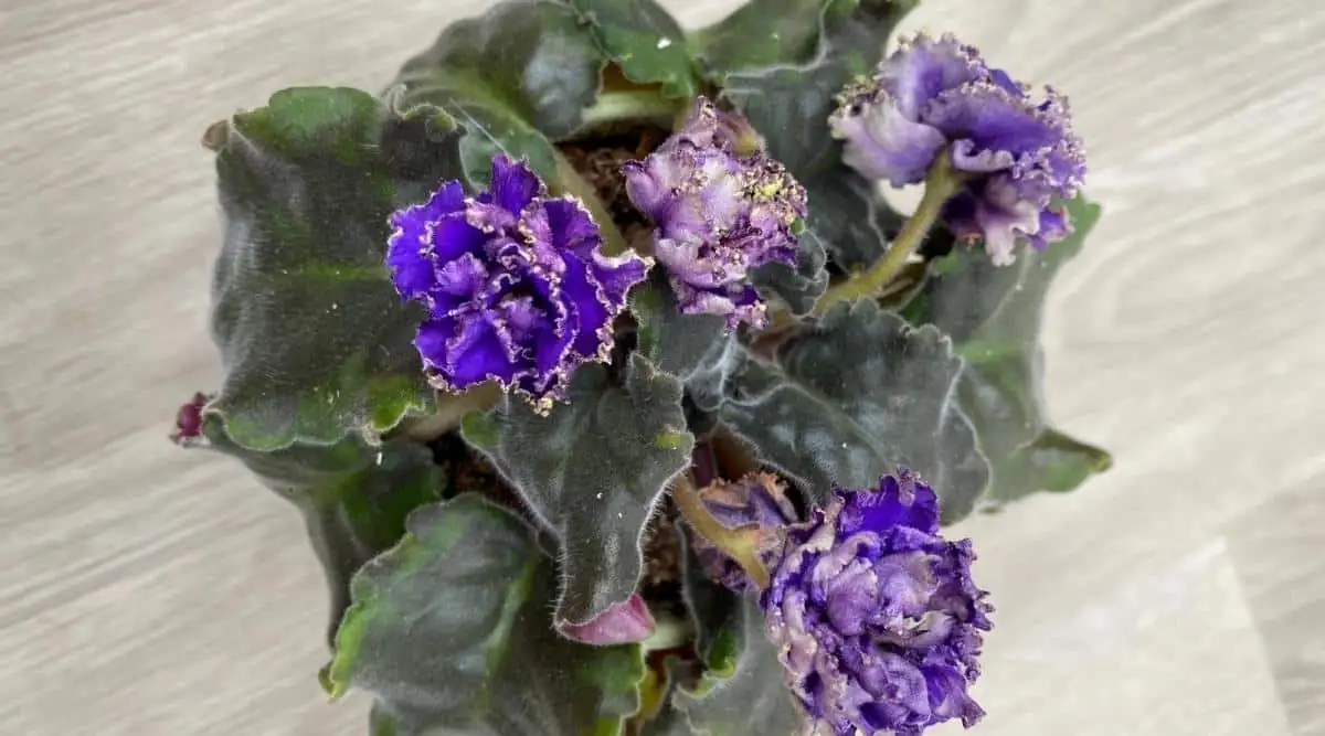 aphids on African Violet leaves