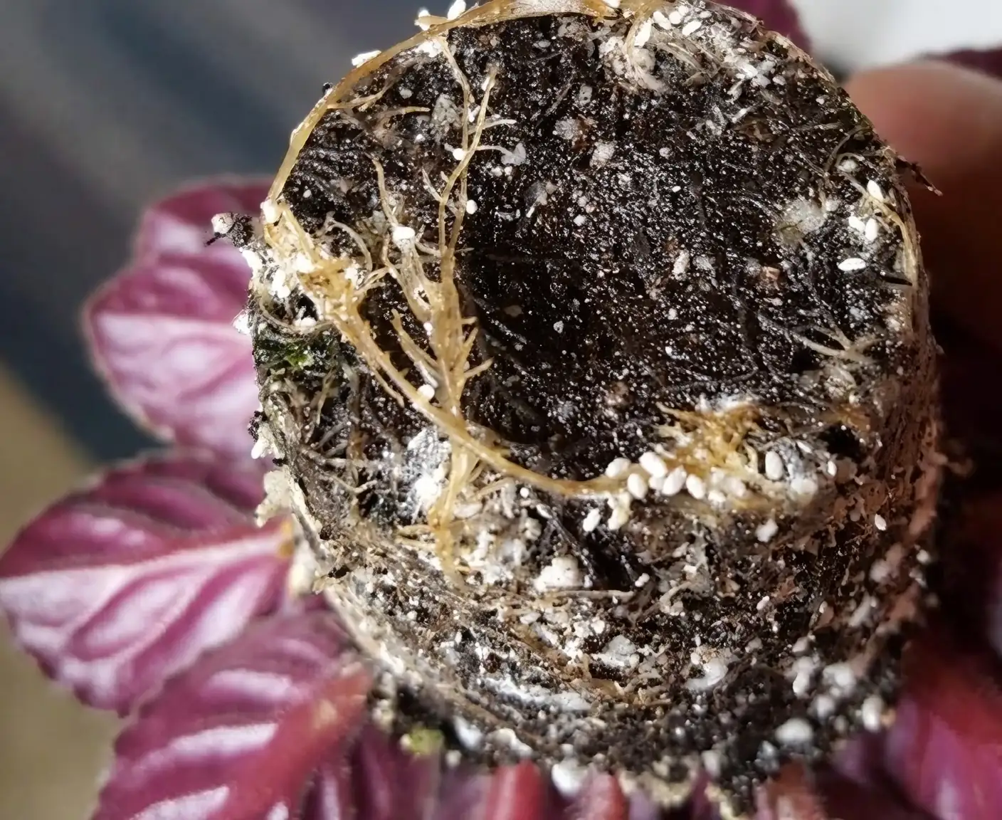 mealybugs on African Violet