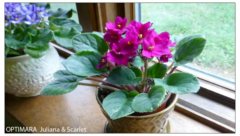 African Violet in indirect sunlight