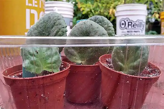 African Violet leaf propagation
