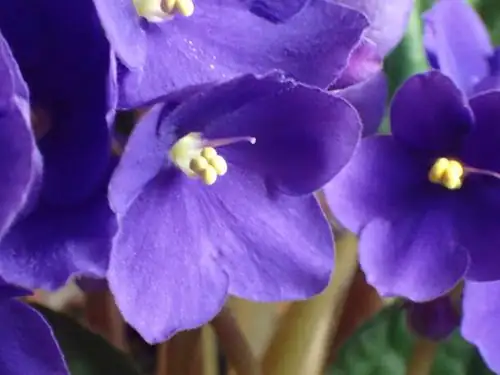 African Violet close-up