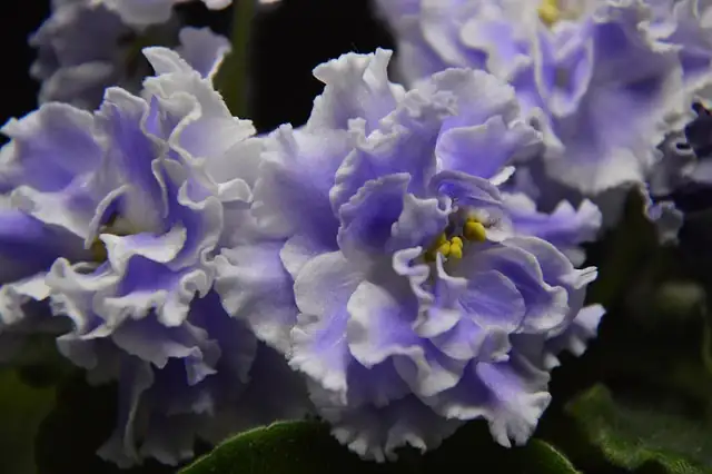 African Violet variety display