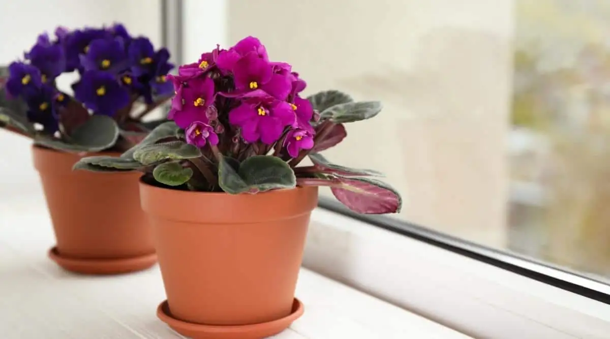 African Violet indoor windowsill