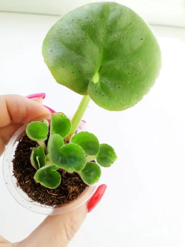 african violet leaf propagation