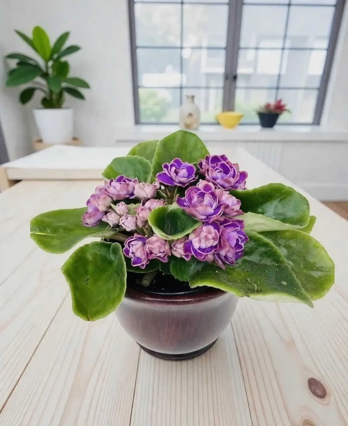 african violet on desk