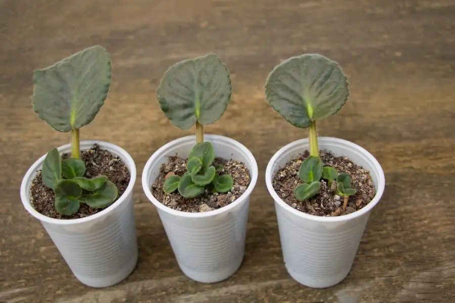 African violet propagation supplies