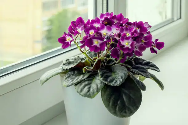 selecting African violet leaf