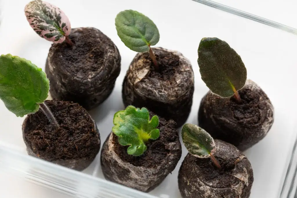 potting African violet leaf cutting