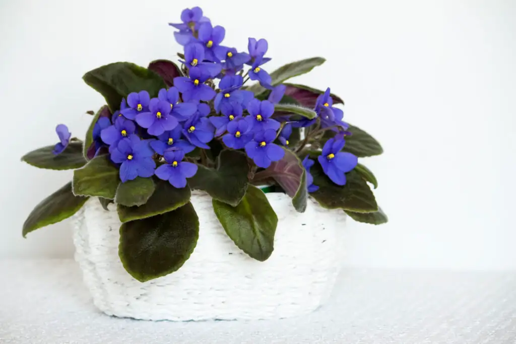 african violet seasonal care