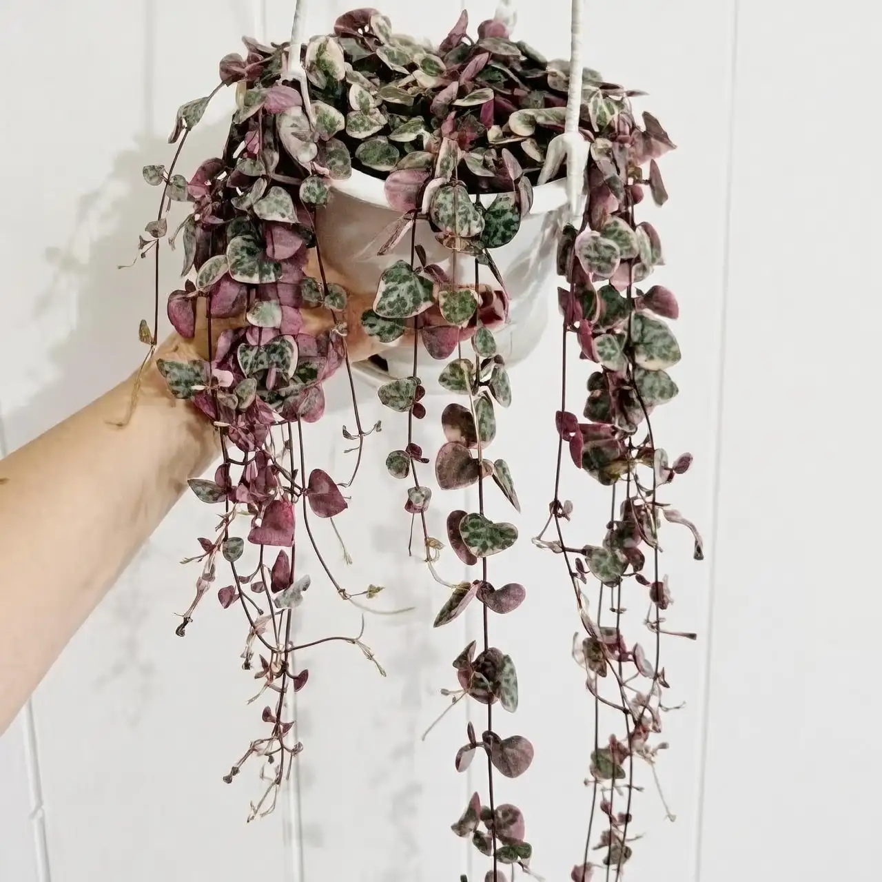 Planting Love: Understanding the Symbolism and Cultural Significance of the String of Hearts