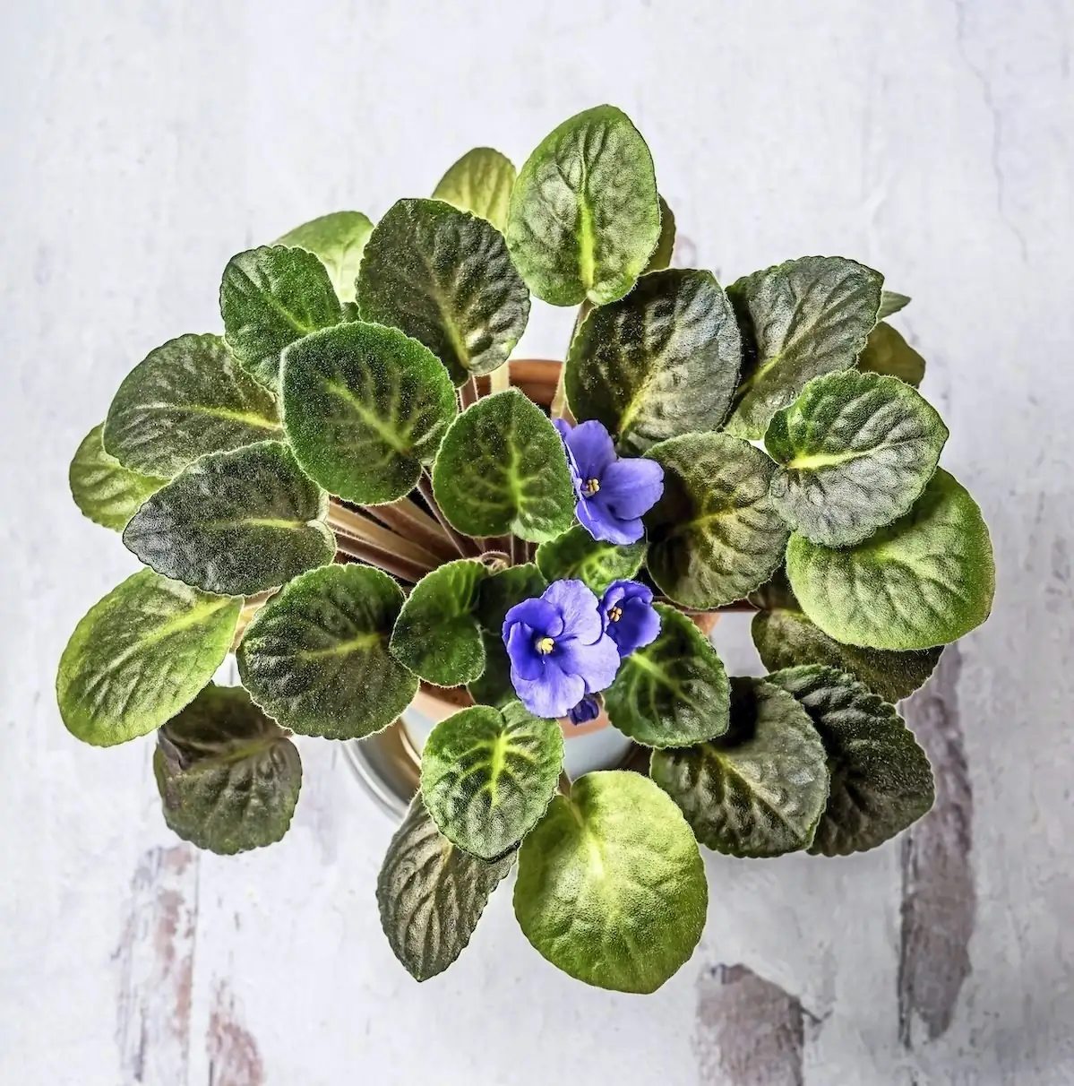 african violet care tips