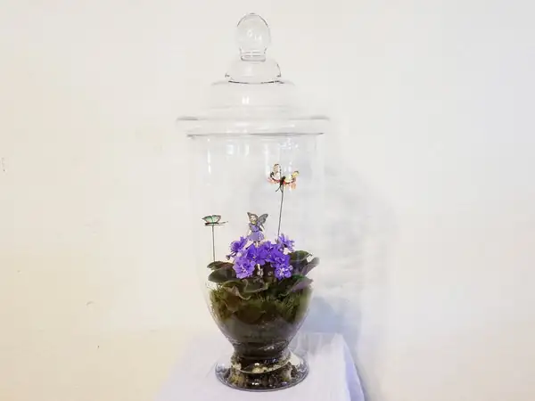 african violet terrarium glass