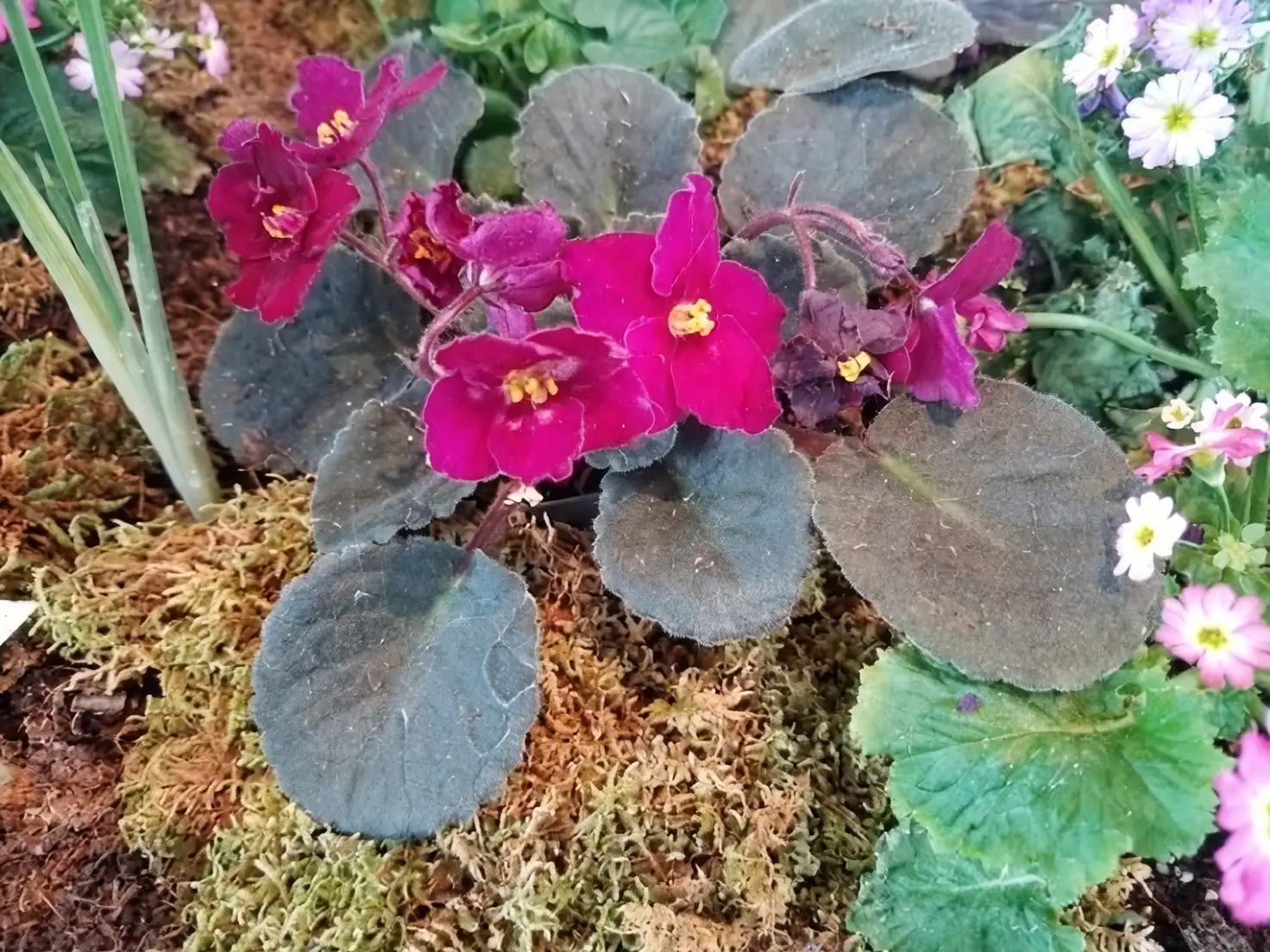 african violet next to monstera