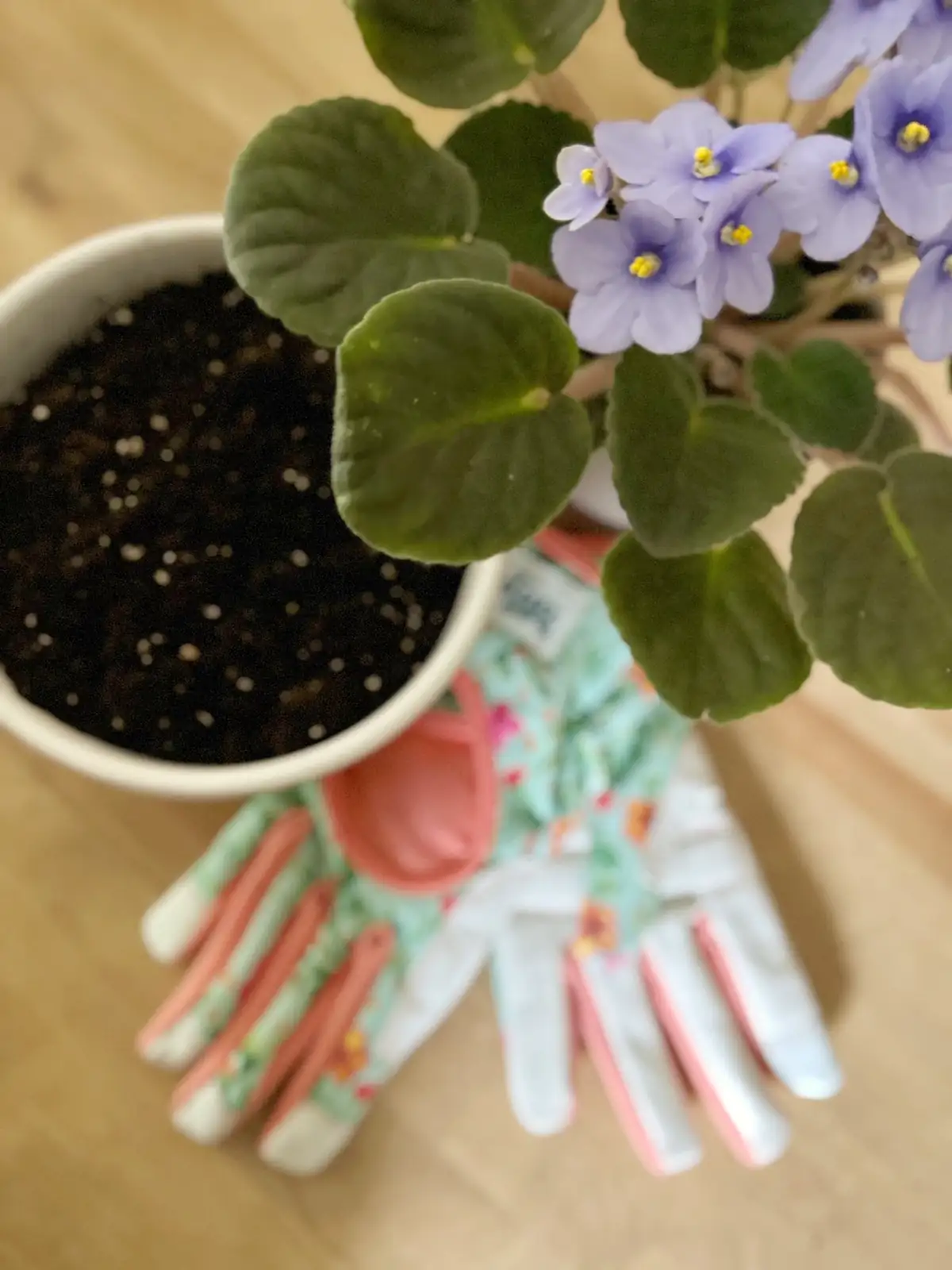 watering african violet soil