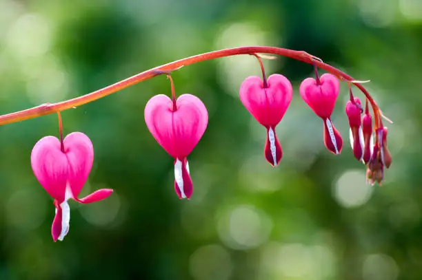 string of hearts flowers close-up
