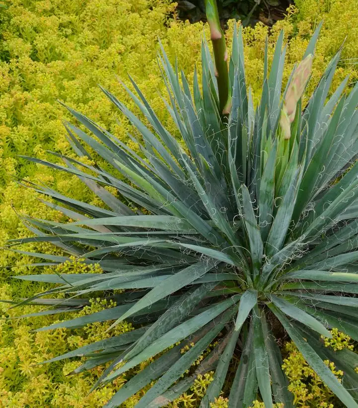 Yucca filamentosa in sunlight