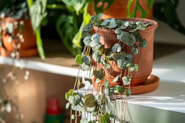 Decorating with Heart: Stylish Ways to Incorporate String of Hearts into Home Décor