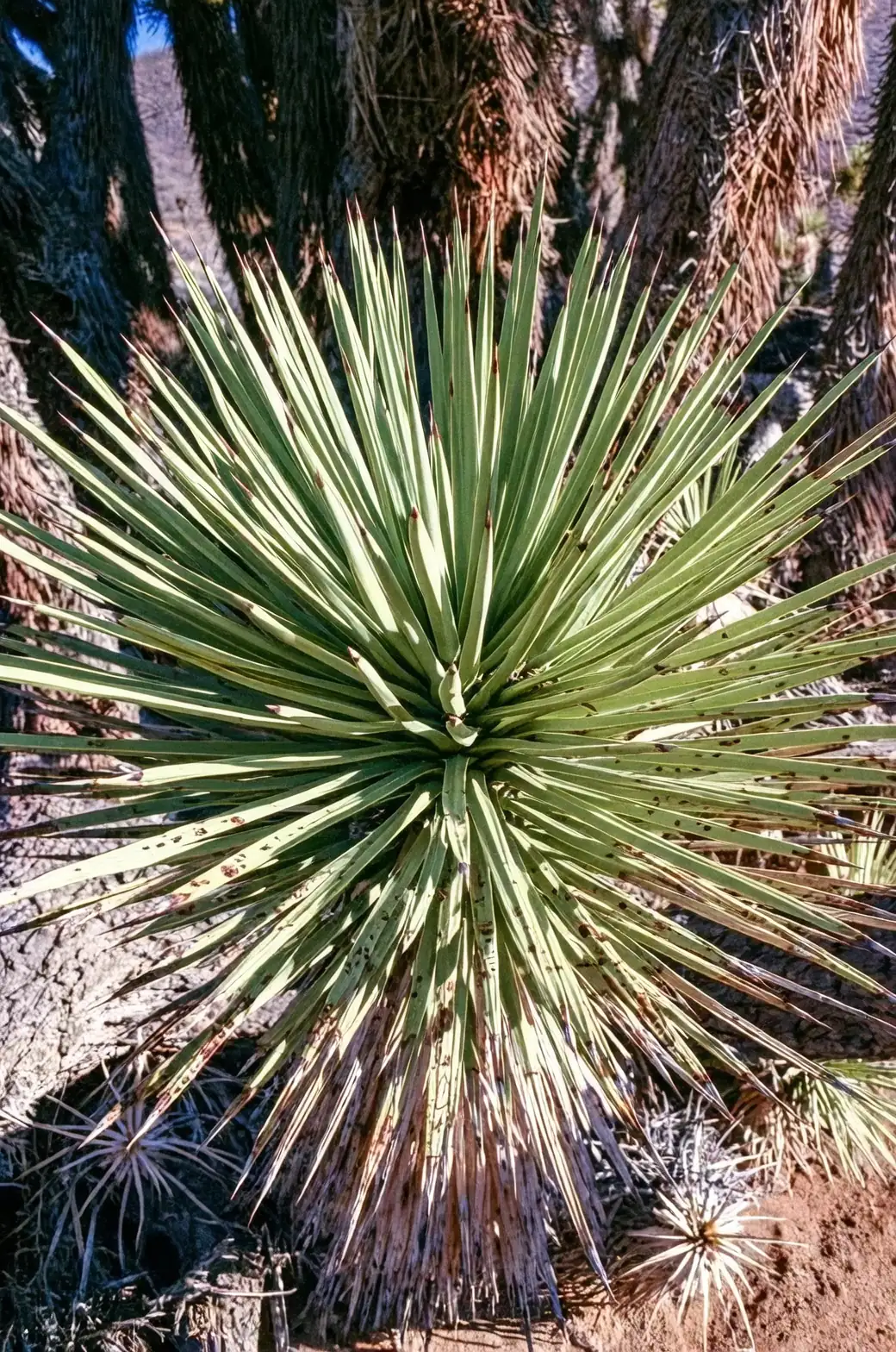 Yucca filamentosa seasonal changes