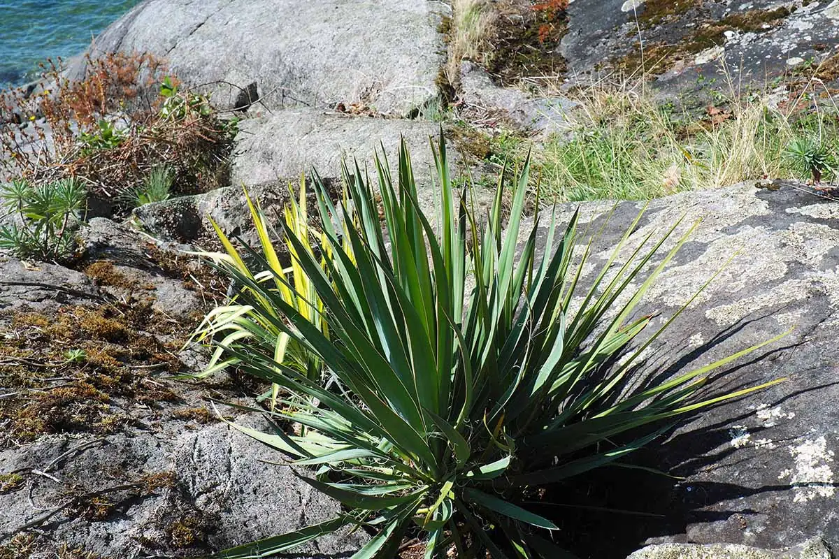 Yucca filamentosa in rock garden