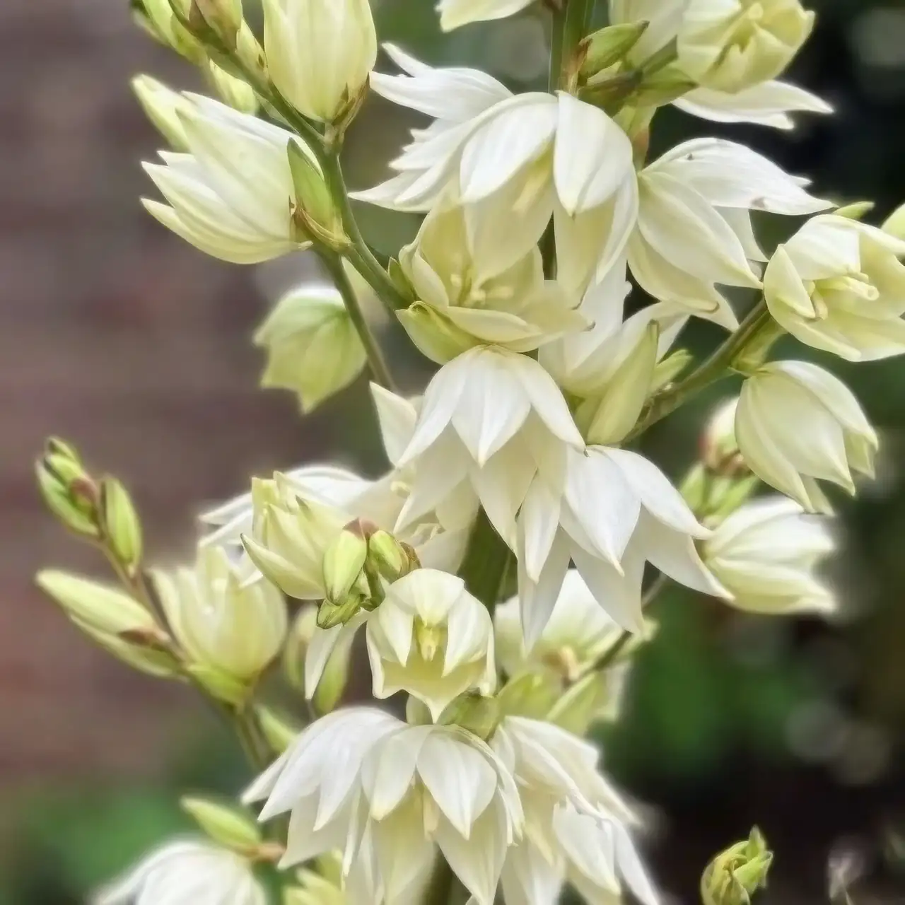 Yucca Trouble? Common Pests and How to Keep Your Adam’s Needle Healthy