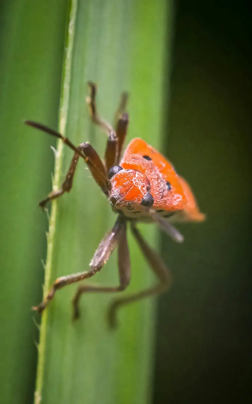 yucca plant bug on leaf