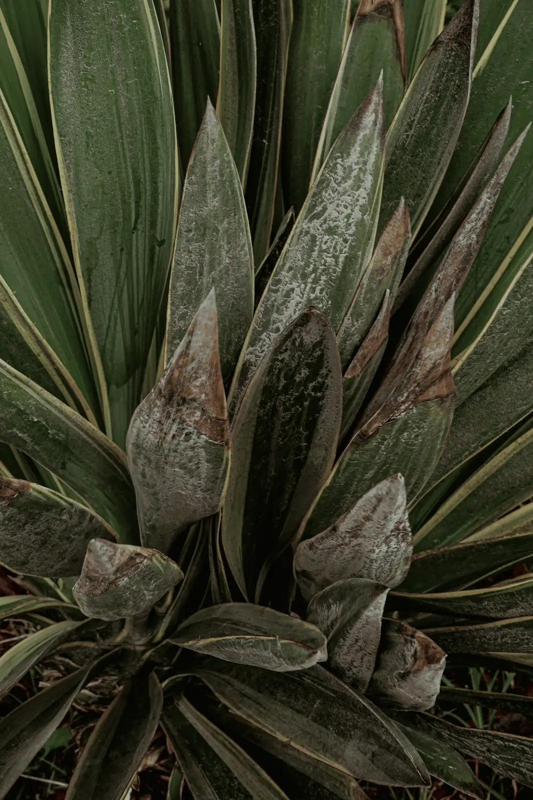 mealybugs on yucca leaf