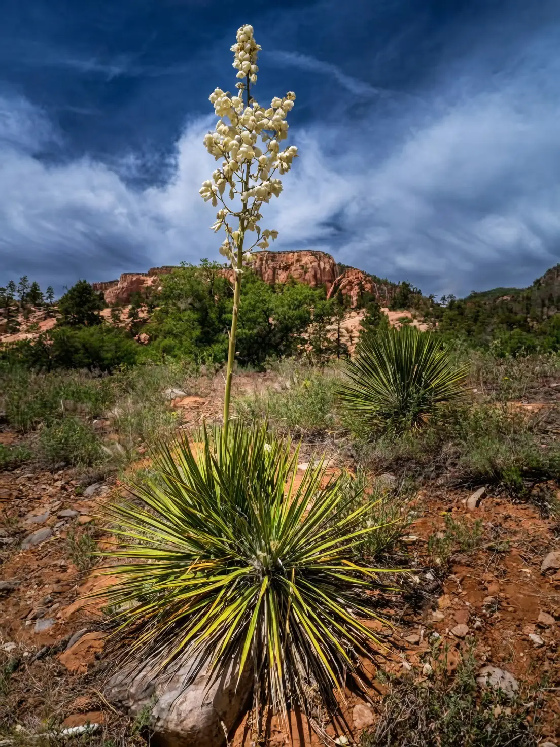 From Ancient Roots to Modern Gardens: The Timeless Journey of Adam’s Needle