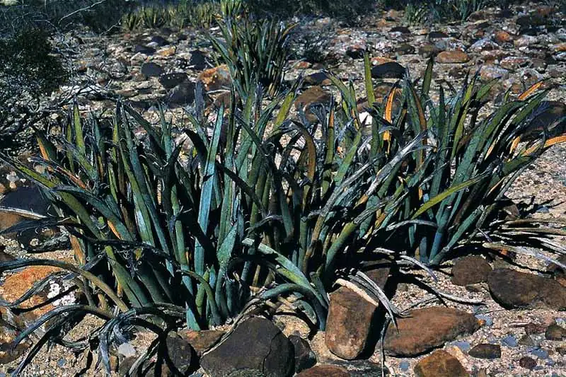 yucca filamentosa sandy soil habitat