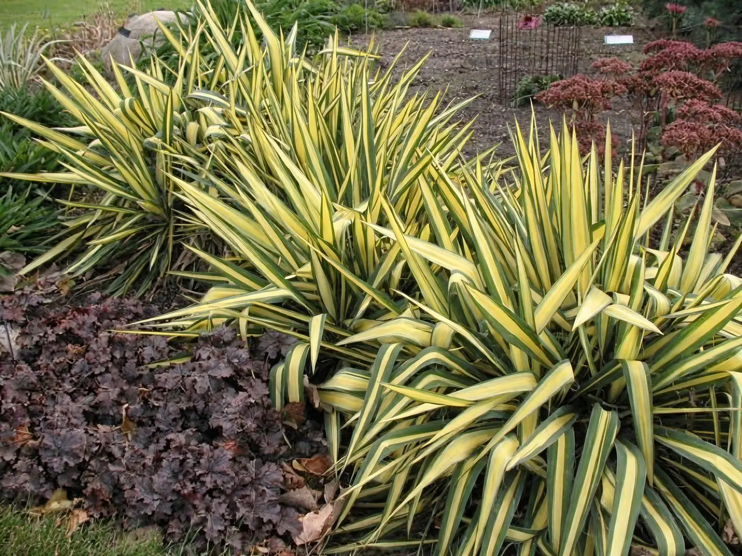 yucca filamentosa garden landscape