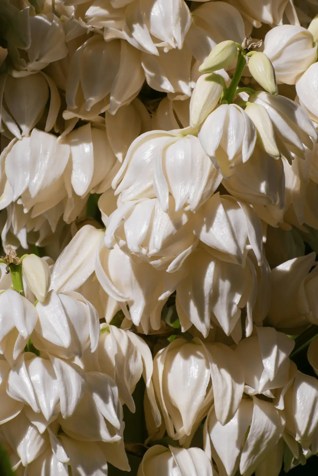 Yucca filamentosa nighttime flowers