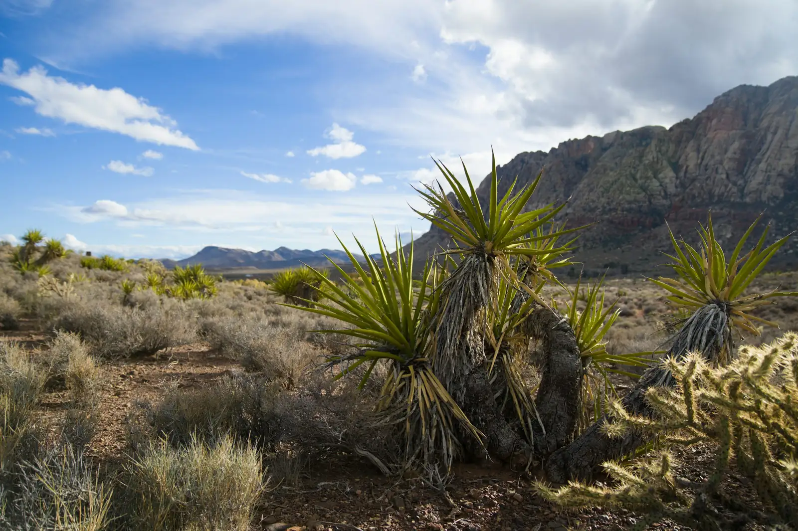 Yucca filamentosa in rocky landscape