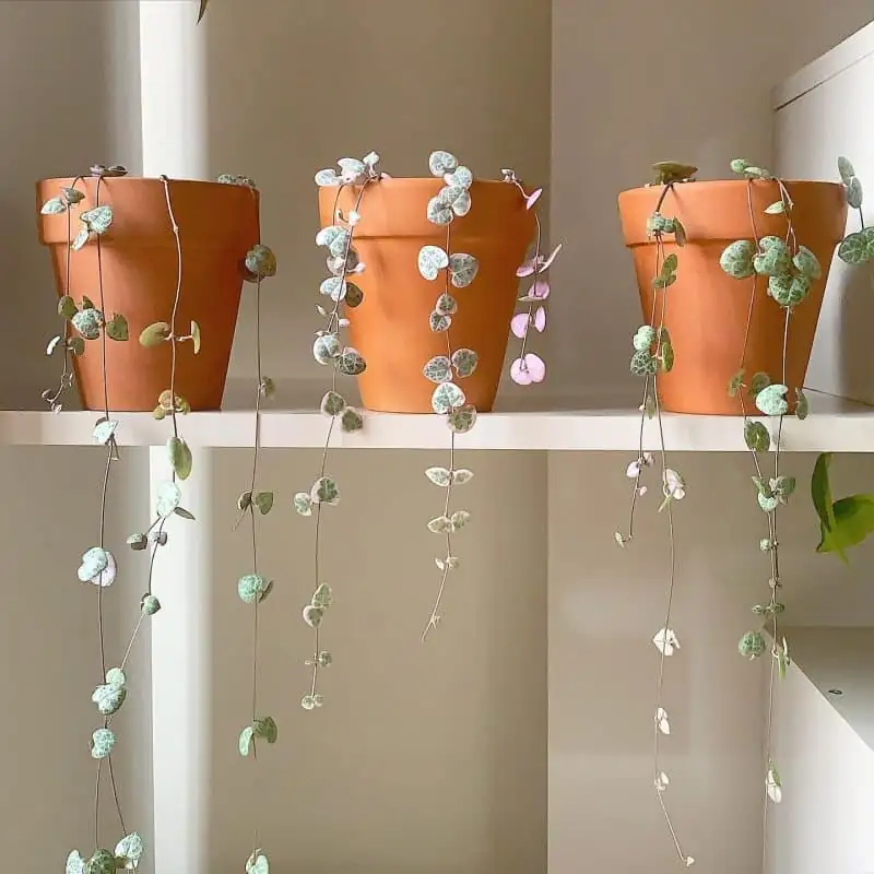 string of hearts on bookshelf