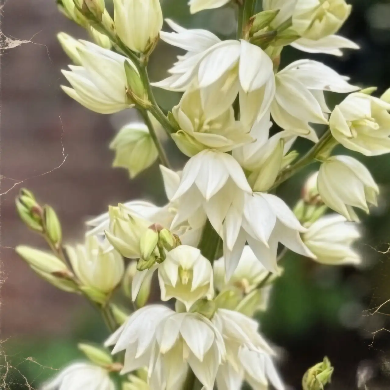 The Language of Adam’s Needle: Uncovering Cultural Symbolism and Flower Meanings