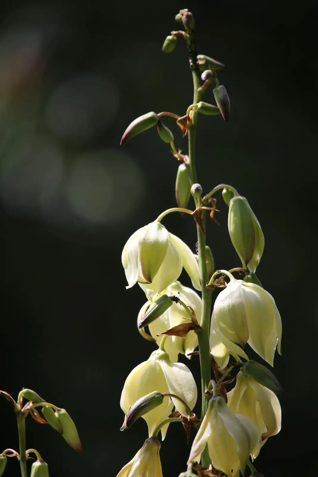 yucca filamentosa flower bloom