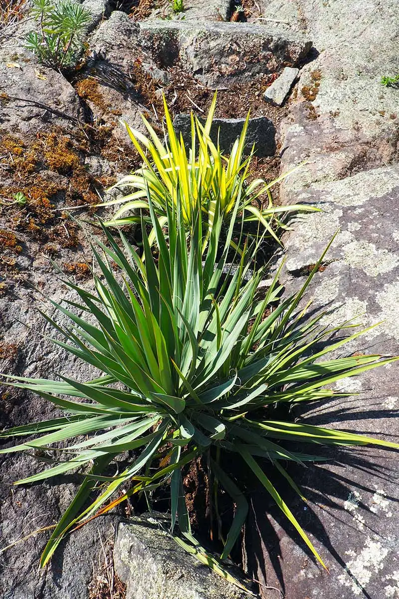 yucca filamentosa xeriscape garden