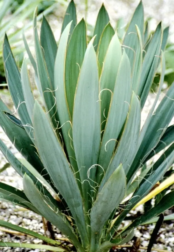 yucca filamentosa propagation process