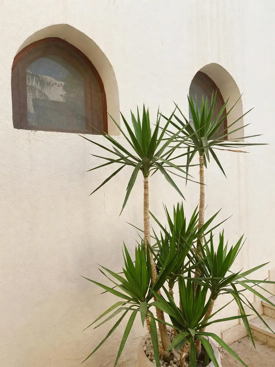 yucca filamentosa by sunny window