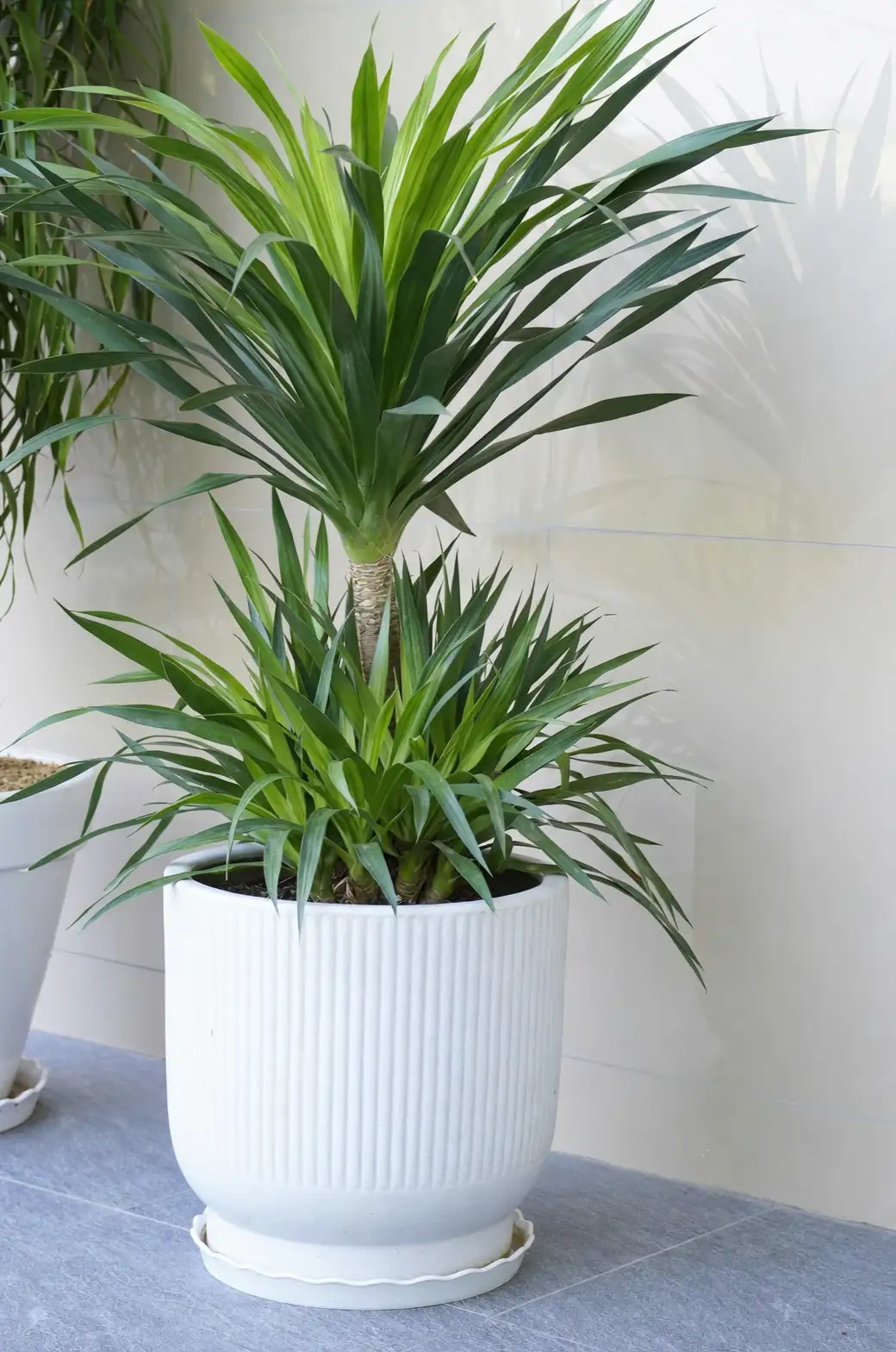 yucca filamentosa with modern pot