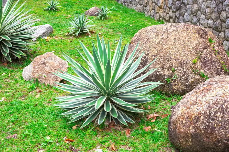 yucca filamentosa pruning process