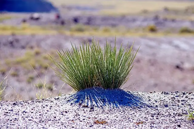 yucca filamentosa division process