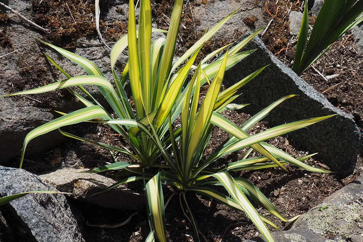 yucca filamentosa offsets removal