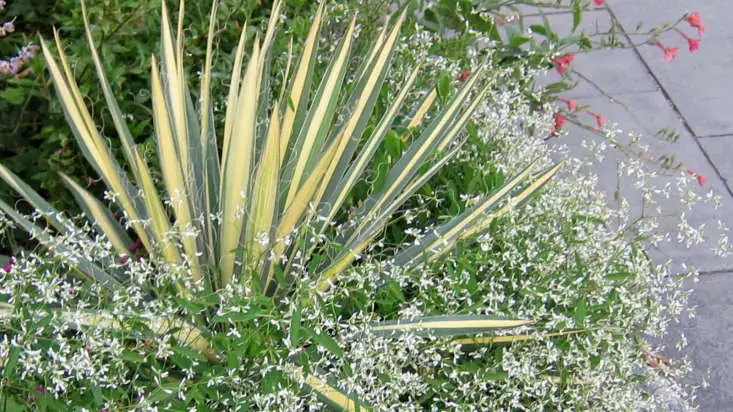 Companion Planting with Yucca: Crafting Harmonious Landscapes