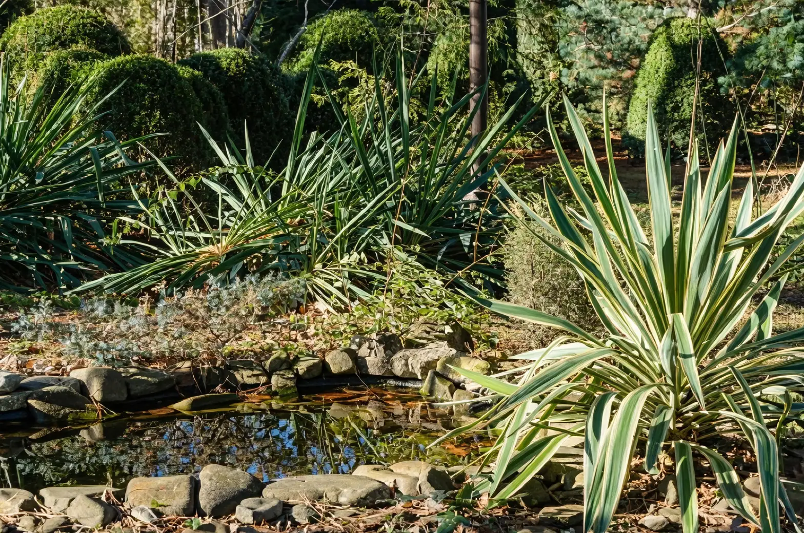 yucca with dwarf conifers garden