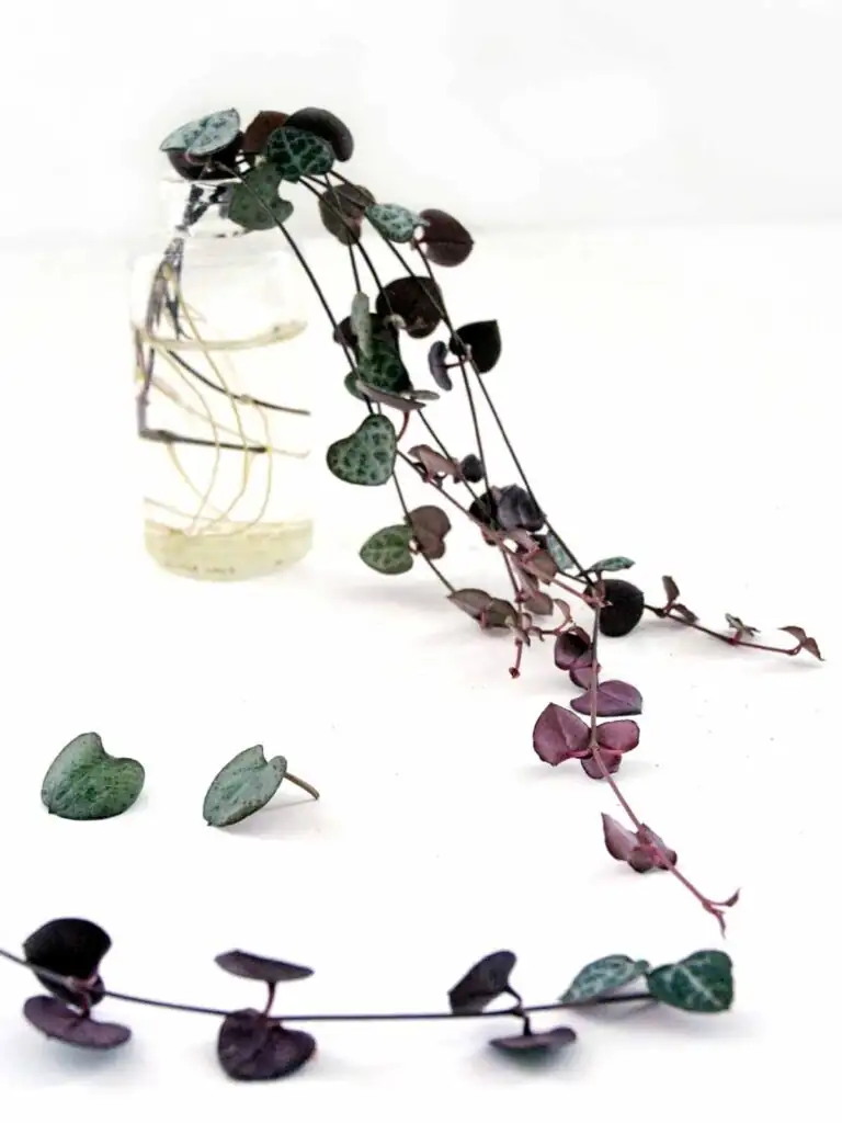 string of hearts stem cutting in water