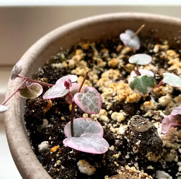 string of hearts butterfly method setup