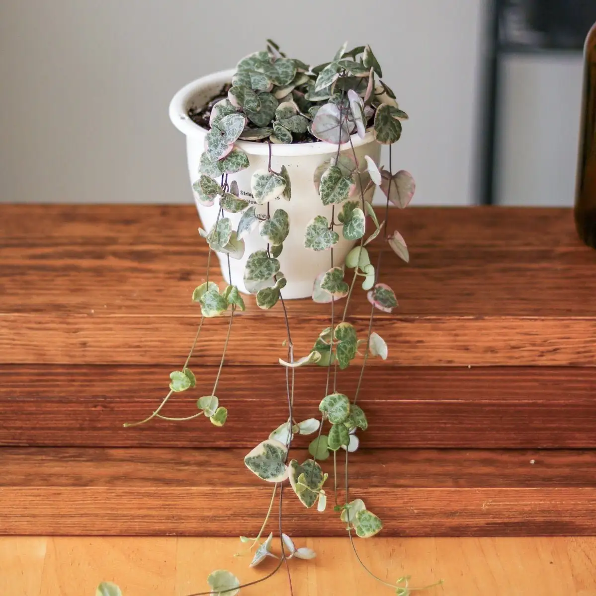 The Perfect Pair: Companion Planting Ideas with String of Hearts