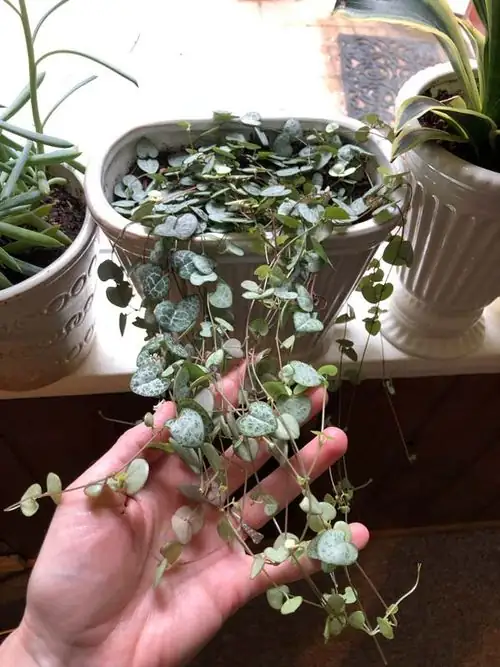 string of pearls and hearts together