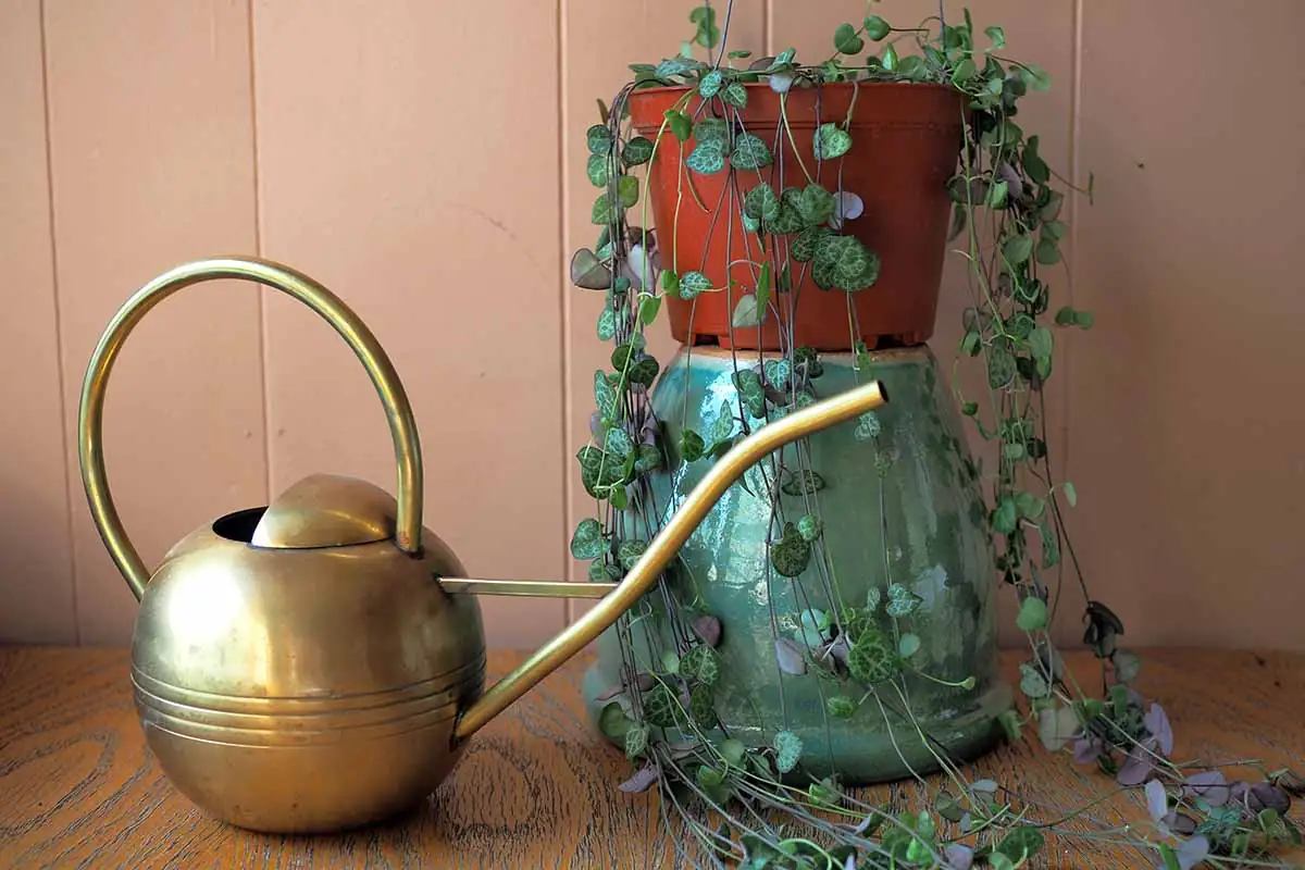string of hearts soil and watering
